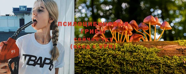 прущие грибы Абдулино